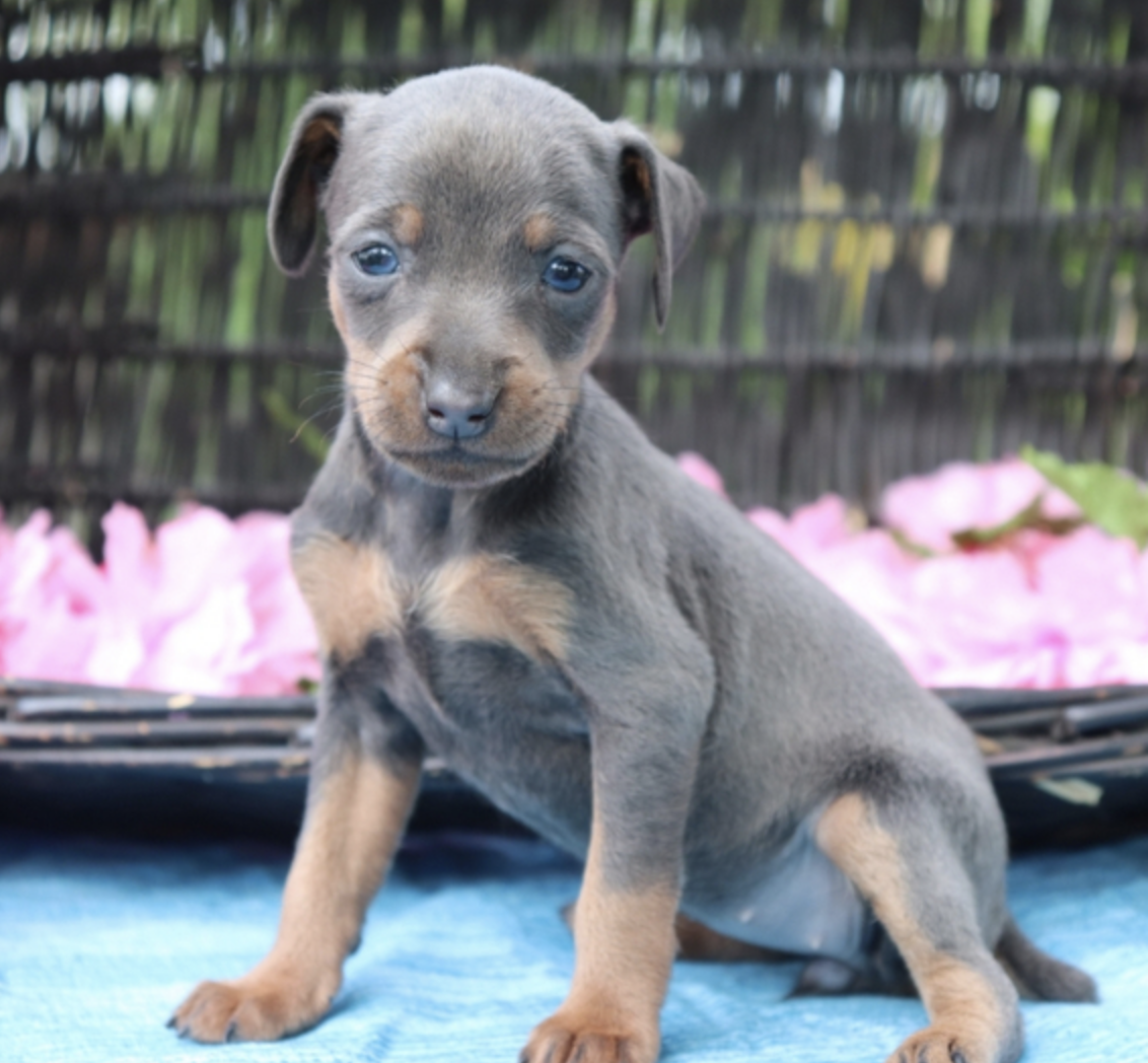 comprar cachorros sanos, baratos y asequibles para la venta